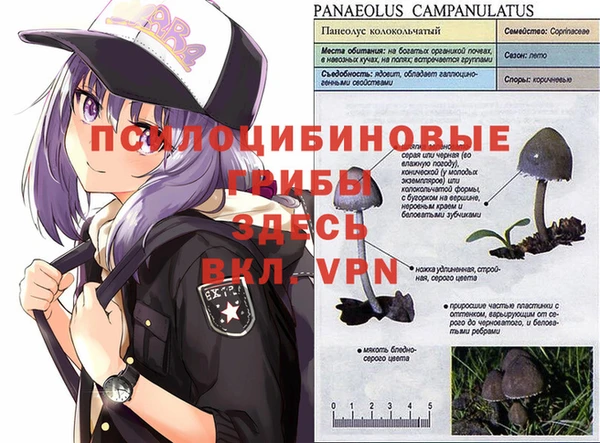 стафф Алзамай